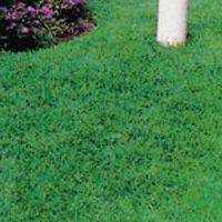 Evergreen / Shade Lawn (1kg seeds)