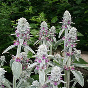 Stachys byzantine - Lamb's Ear 2.5L