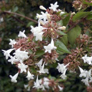 Abelia x grandiflora (Lollipop) 10L