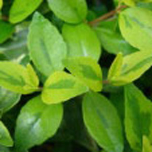 Abelia x grandiflora 10L