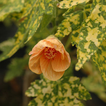 Abutilon variegata - Chinese lantern 5L