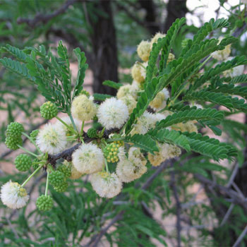 Acacia robusta - Robust thorn 5L