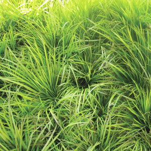 Acorus gramineus 'mini-gold' (tray of 96)