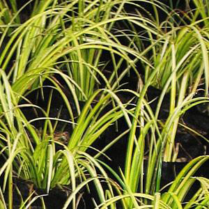 Acorus gramineus 'golden edge' 2.5L