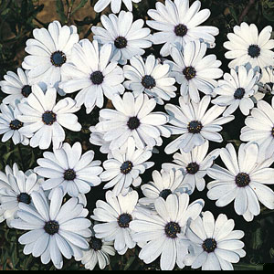 African Daisy Glistening White (20g)