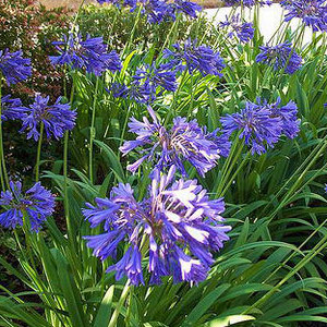 Agapanthus - Common 5L