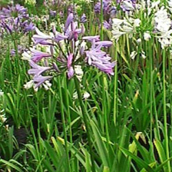 Agapanthus Nana Blue 2.5L