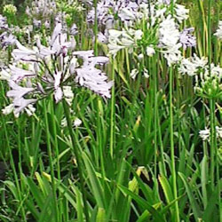 Agapanthus Nana White 2.5L