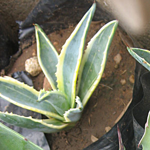 Agave americana 'marginata' 5L