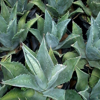 Agave americana 5L