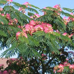 Albizia julibrissin - Silk tree 40L