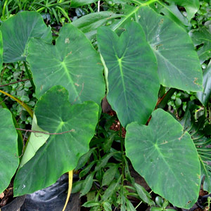 Alocasia macrorhiza - Elephant's ear 10L