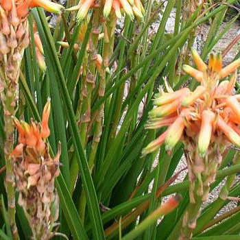 Aloe cooperi 5L