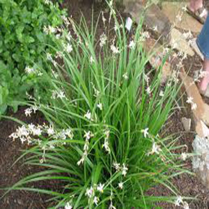 Anthericum saundersiae 2.5L