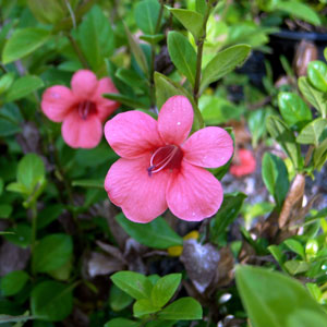 Barleria rosea - Bush violet 2.5L