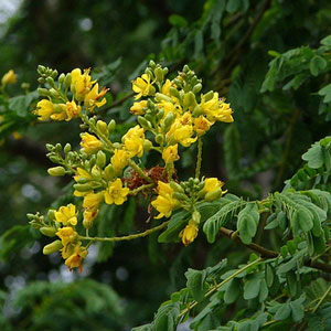 Caesalpinia ferrea - Leopard tree 100L