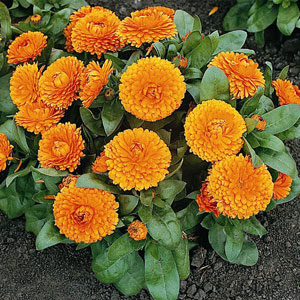 Calendula Bon Bon Orange (100 seeds)