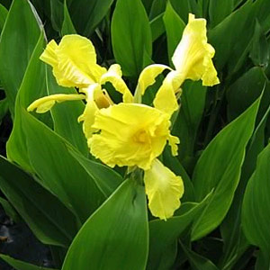 Canna indica Yellow 5L