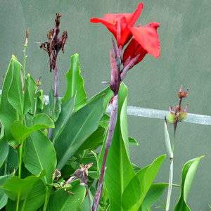 Canna indica Red 5L
