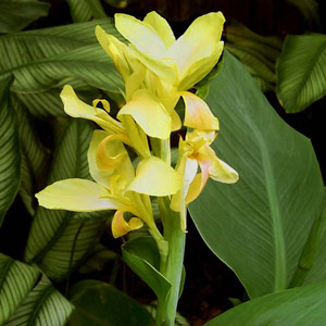 Canna indica 'varigated yellow' 5L