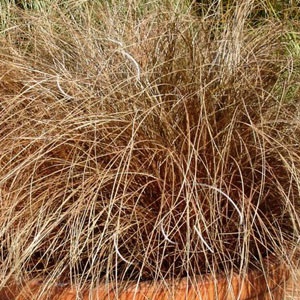 Carex comans 'bronco' 2.5L