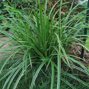Carex morrowii 2.5L
