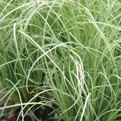 Carex 'frosted curls' 15cm pot