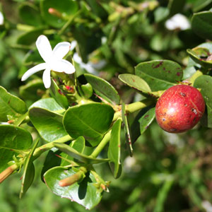 Carissa x macrocarpa - Natal plum 2.5L