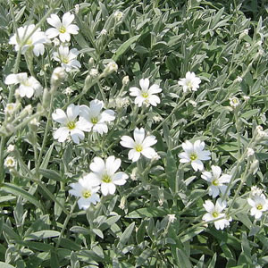 Cerastium tomentosum 2.5L