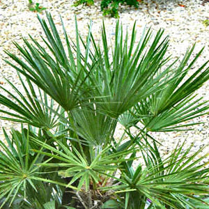 Chamaerops humilis - Mediterranean fan palm 0.6m+