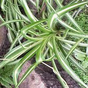 Chlorophytum comosum - Hen and chick 2.5L