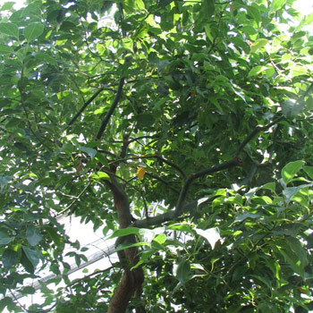 Cinnamomum camphora - Camphor tree 40L