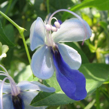 Clerodendron ugandense - Blue Butterfly Flower 5L