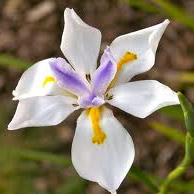 Dietes grandiflora - Large wild iris 5L