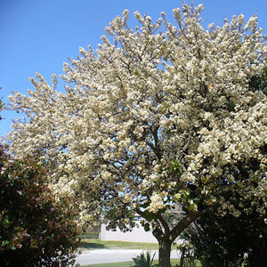 Dombeya rotundifolia - Common wild pear 60L