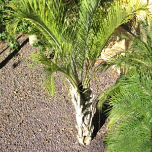 Dypsis decaryi - Triangle palm 2m+