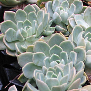 Echeveria glauca - Rock Rose 2.5L