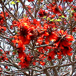 Erythrina caffra - Coast coral tree 40L