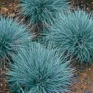 Festuca ovina - Fescue grass (Grey) 1L