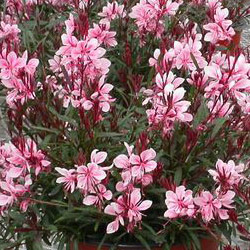 Gaura - Burgundy and Pink 2.5L