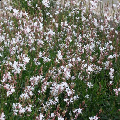 Gaura - White 2.5L