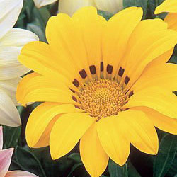 Gazania Daybreak F1 - yellow 2.5L