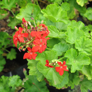 Geranium multibloom - Red 5L