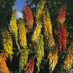 Kniphofia aurea - Red-hot poker 5L