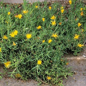 Lampranthus explanatus 'yellow' 2.5L