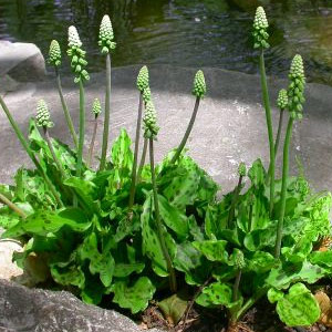 Drimiopsis - Leopard Plant 2L