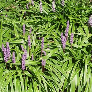 Liriope muscari 'evergreen giant' - Lilyturf (Green) 2.5L