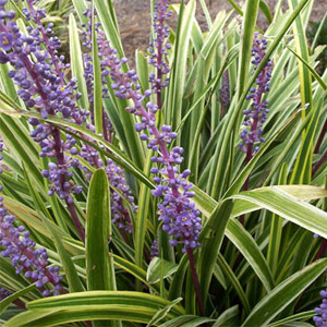 Liriope muscari 'variegata' - Lilyturf (Variegated) 2.5L