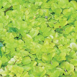 Lysimachia nummularia 'aurea' - Golden creeping jenny 1L