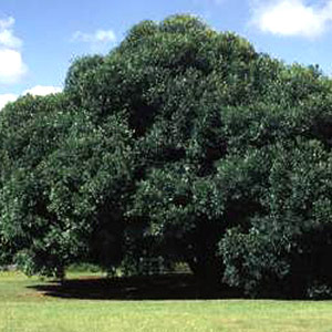 Olea europaea (Olea africana) - Wild olive 5L